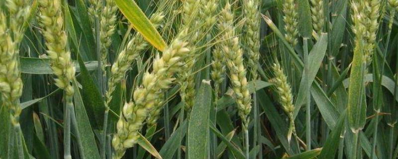临旱19小麦品种简介，小穗密度中