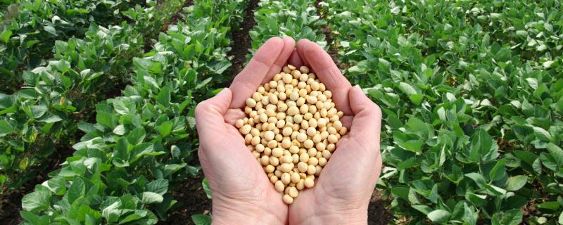 豆冠1号大豆种子简介，适宜播期4月下旬至5月上旬