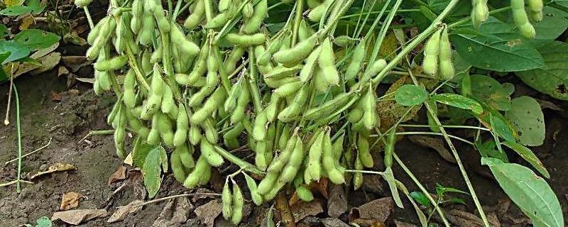 晋科13号大豆种子特点，亩播种量3～5千克