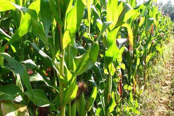 中河玉66玉米种子特征特性，出苗至成熟137.0天
