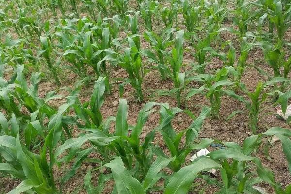 中河玉66玉米种子特征特性，出苗至成熟137.0天