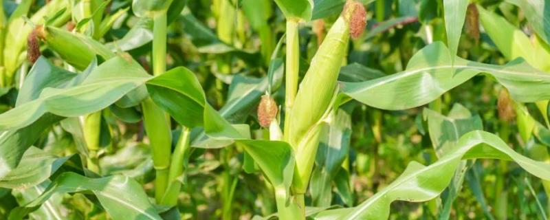 蒙龙213玉米种子特征特性，出苗至成熟134.8天