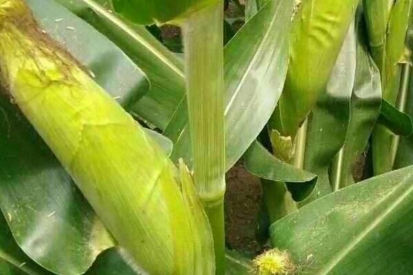 中吉2550（试验代号：绿汇5）玉米种简介，中抗茎腐病