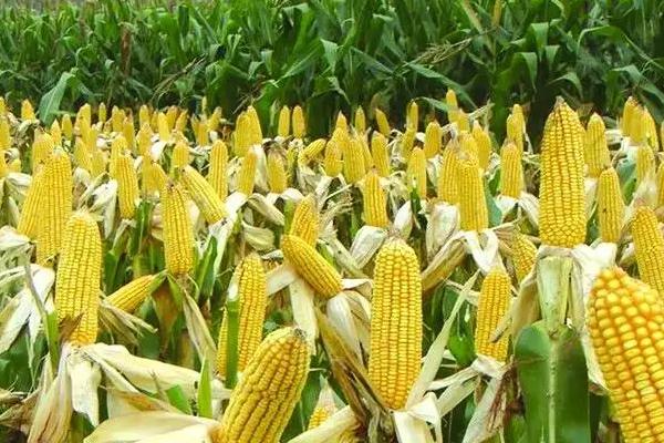 粮丰2号玉米种子特征特性，出苗至成熟130.1天