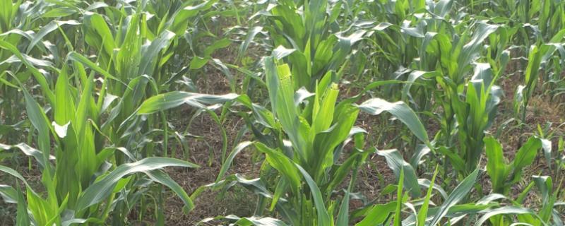 元利禾619（试验代号：辰诺805）玉米品种简介，密度4500株/亩左右