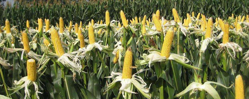 鑫育268玉米种子特点，密度4000-4500株/亩