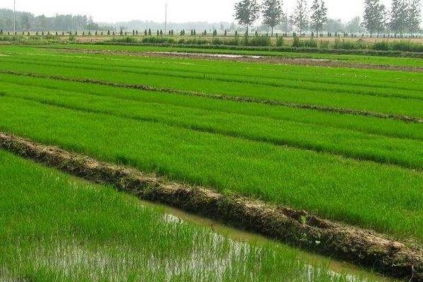 鸿发17水稻种子介绍，出苗至成熟133天左右