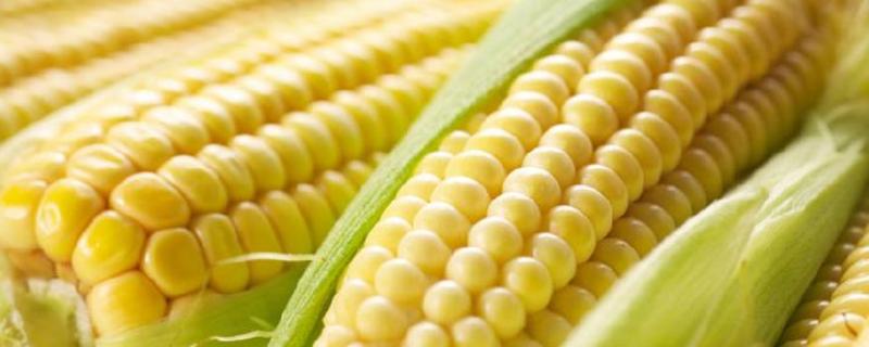 东科糯368玉米种子特点，适宜密度3500株/亩