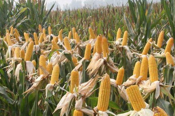联达616玉米品种的特性，适宜在肥力中上等的地块种植