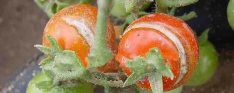 西红柿开裂的原因，可能是品种问题或放风不当等