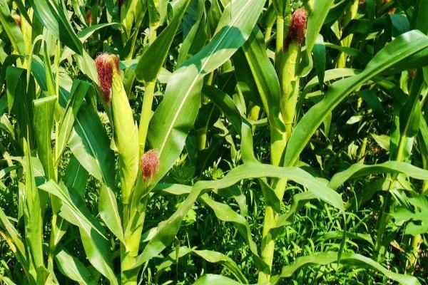 美乐899玉米种子特征特性，春播出苗至成熟129天