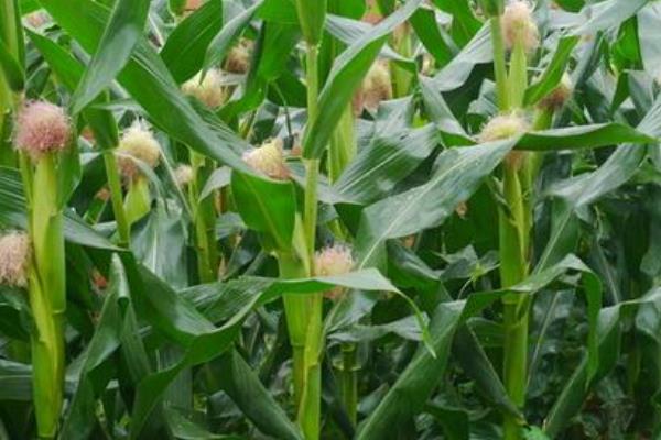 DG515玉米种简介，适宜在肥力中上等的地块种植