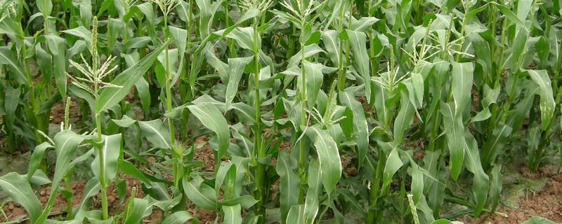 5GT8玉米品种简介，密度4000株/亩左右