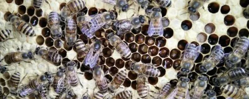 中国常见的蜜蜂有几种，有中华蜜蜂、意大利蜜蜂、东北黑蜂等11种左右
