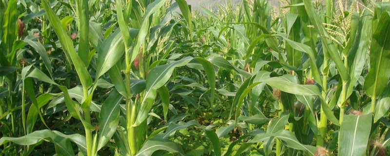 弘粮2号玉米种子特征特性，密度4000株/亩左右