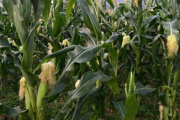 钰硕707玉米种子特点，适宜在肥力中上等的地块种植