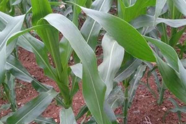 金皇后902玉米品种简介，适宜在肥力中上等的地块种植