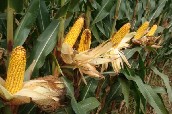 金皇后902玉米品种简介，适宜在肥力中上等的地块种植