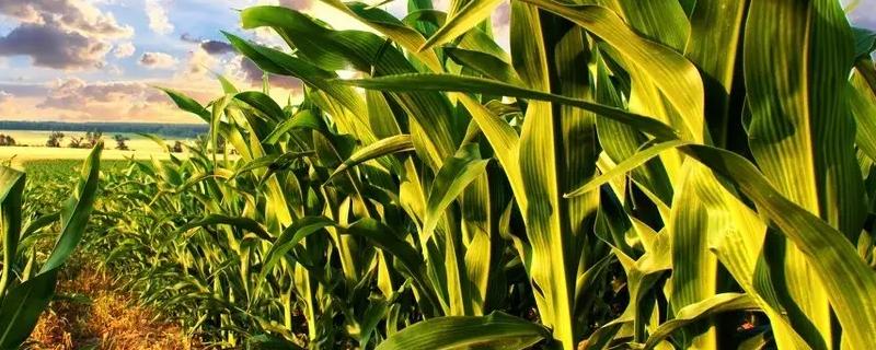 F8567玉米种简介，春播出苗至成熟127天