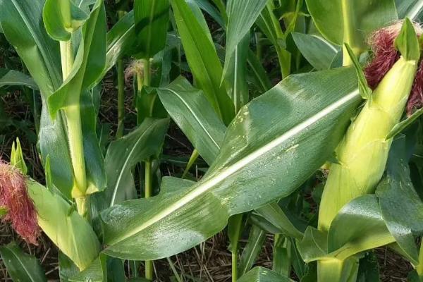 V803玉米种简介，密度4000株/亩左右