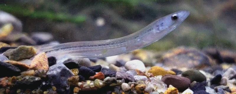 玻璃鳗介绍，玻璃鳗为鳗鱼的一个生长发育阶段