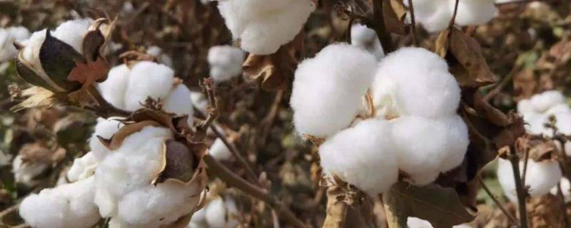 棉花适合哪些地方种植，适合在江淮平原、江汉平原、南疆棉区等地种植