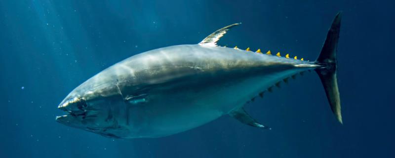 金枪鱼游得快吗，是游速最快的海洋动物之一