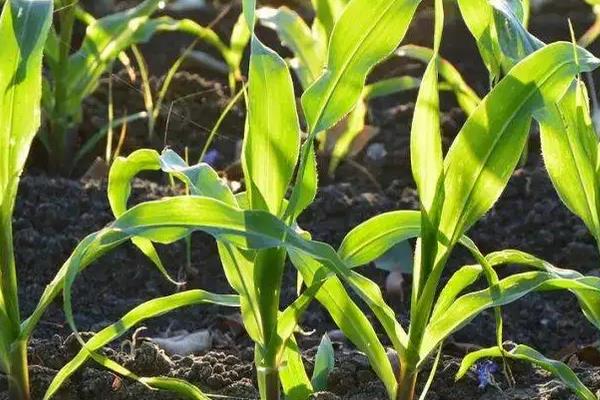 美佳禾515玉米品种的特性，适宜在肥力中上等的地块种植