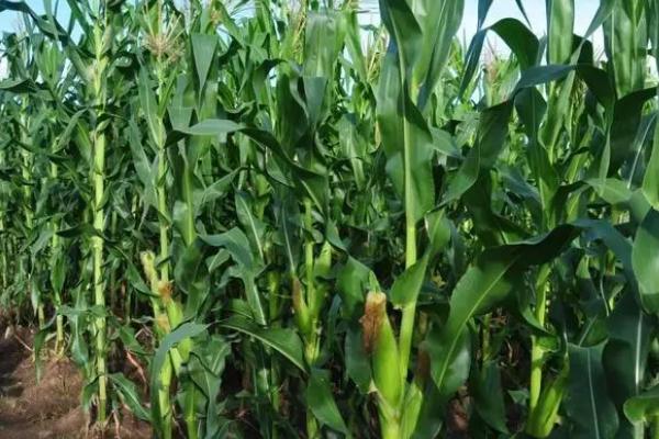 美佳禾515玉米品种的特性，适宜在肥力中上等的地块种植