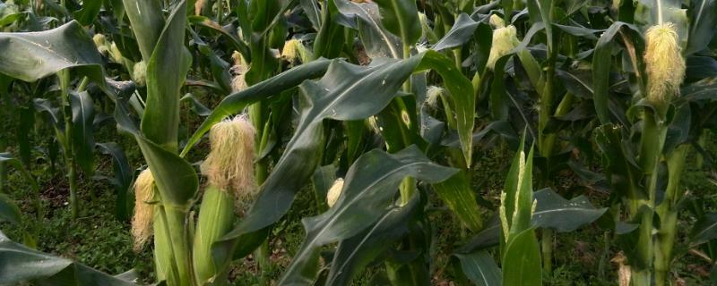 金育480玉米种子介绍，适宜在肥力中上等的地块种植