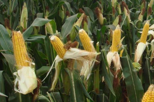 598K玉米品种的特性，适宜在肥力中上等的地块种植