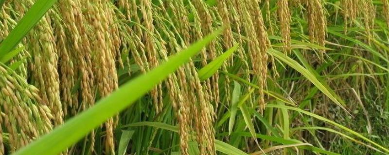 天隆粳668水稻品种简介，粳型常规水稻品种