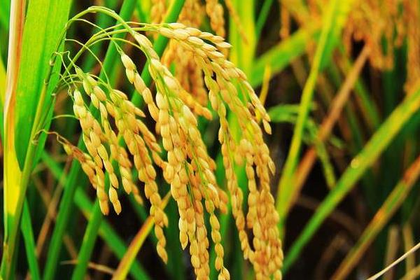 天隆粳668水稻品种简介，粳型常规水稻品种