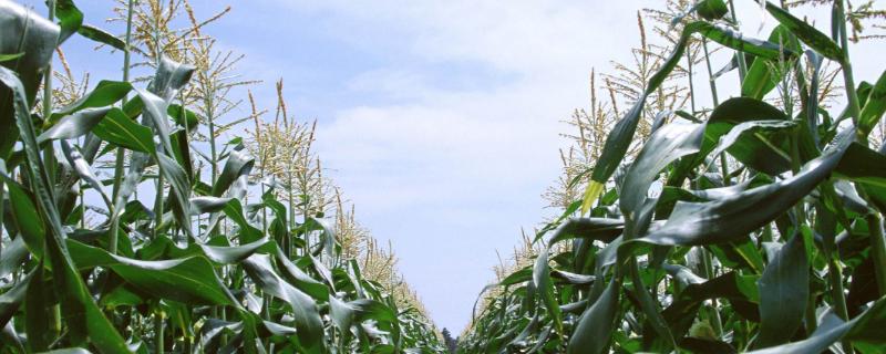 金骏958玉米品种的特性，中等肥力以上地块栽培