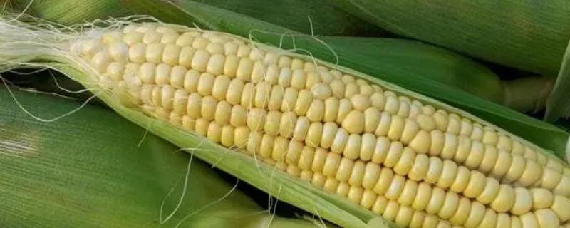 铁3111玉米种子特征特性，春播出苗至成熟129天