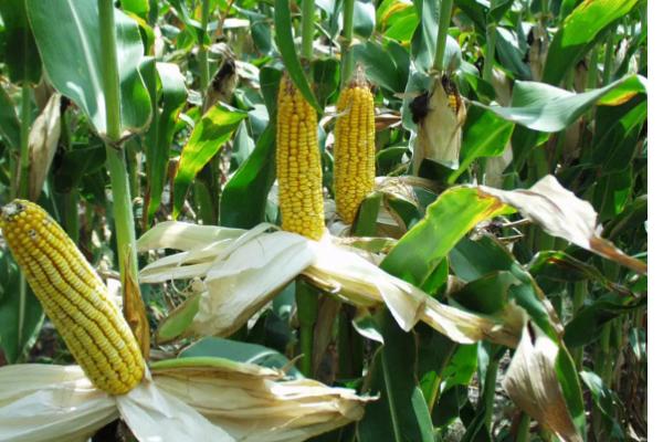 金丰德12玉米种子特点，适宜在肥力中上等的地块种植