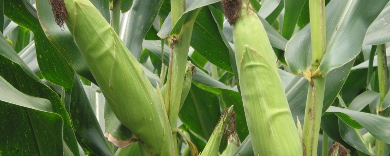 力禾188玉米品种的特性，注意防治灰斑病