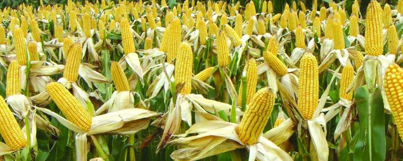 铁2122玉米品种的特性，密度4000株/亩左右