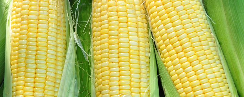 DH828玉米品种的特性，密度4000株/亩左右