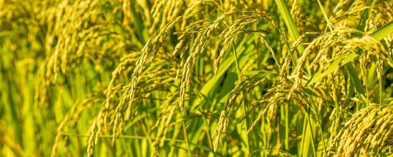 水稻有哪几个生长时期，可分为乳熟期、蜡熟期、完熟期、枯熟期这4个时期