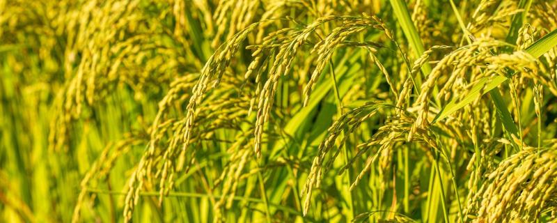 水稻有哪几个生长时期，可分为乳熟期、蜡熟期、完熟期、枯熟期这4个时期