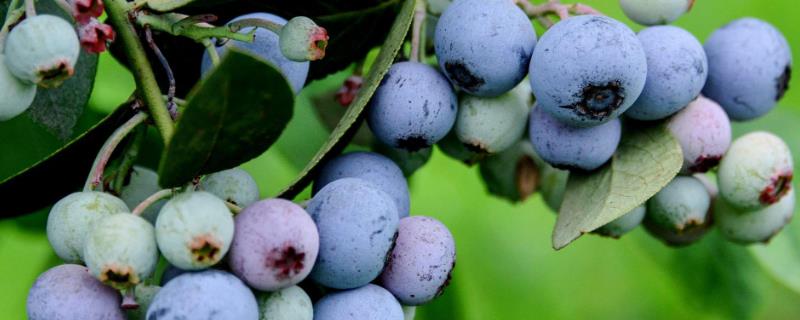 蓝莓亩产多少斤，通常为1500斤左右/亩