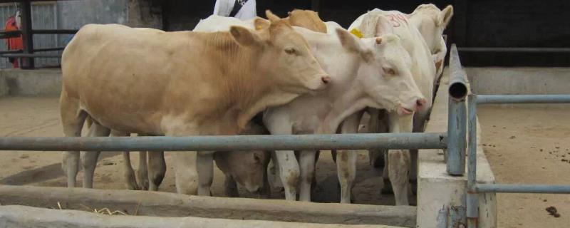 养牛犊子一般从几龄开始，专业养殖场建议选择2-3月龄的牛犊