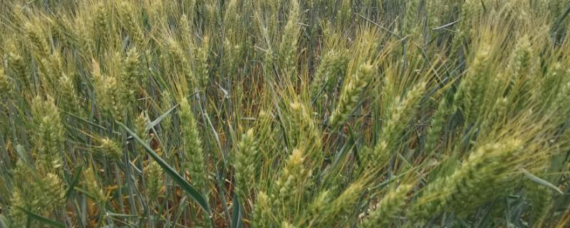 存麦16号小麦种植要点，在10月上中旬进行播种
