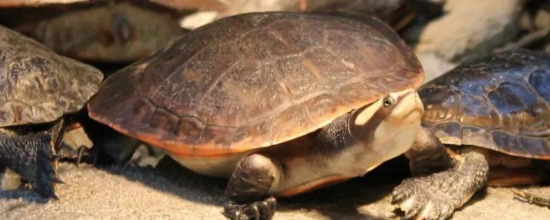 圆澳龟可以浅水养吗，幼年时期必须浅水养