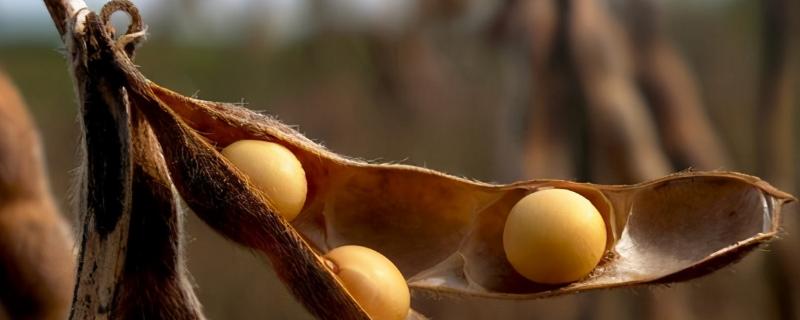 雁育豆23大豆种简介，出苗至成熟平均121天