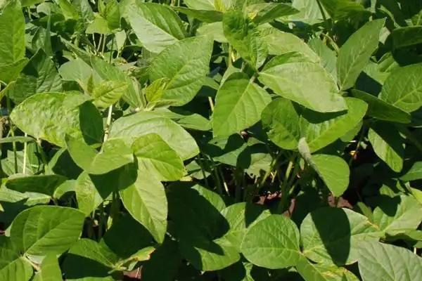 吉育649大豆种子特征特性，一般4月下旬至5月上旬播种