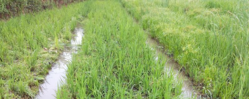 吉宏802水稻品种简介，生育期140天