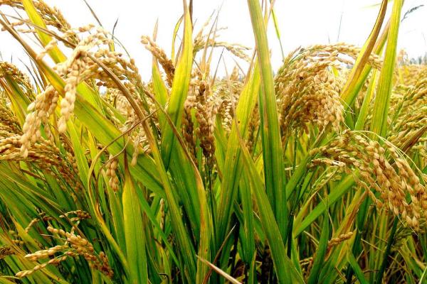 众赢301水稻品种的特性，生育期间注意及时防治稻瘟病