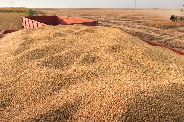吉育649大豆种子特征特性，一般4月下旬至5月上旬播种